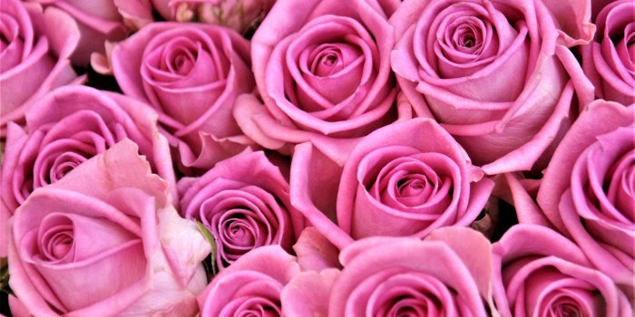 3637x2425 Pink roses HD wallpaper | Wallpaper Flare