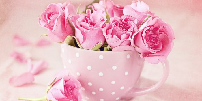 2560x1440 Pink Rose Wallpapers Desktop Background - Pink Roses Wallpaper Hd