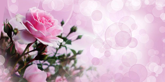 4000x2887 Pink Rose Wallpaper Ultra Hd Wallpapers | HD WALLPAPERS | Rose