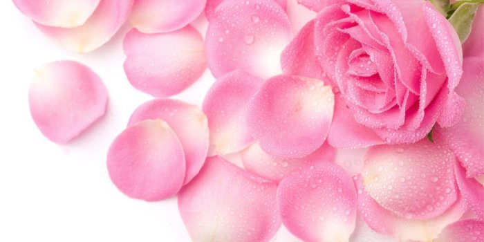 1920x1080 Pink Rose Wallpapers