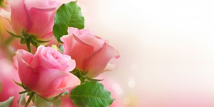 3554x1999 35+ Pink Roses HD Wallpapers - Download at WallpaperBro