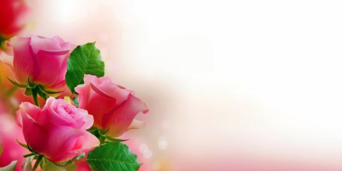5616x3510 169 Pink Rose HD Wallpapers | Background Images