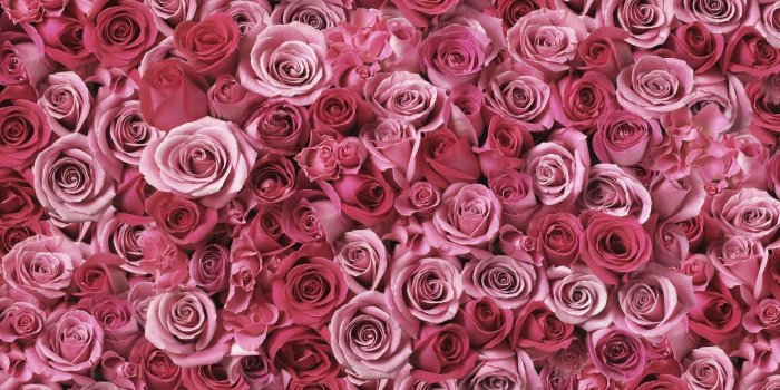 1920x1080 Roses Wallpaper (55+ images)