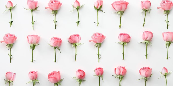 2560x1440 Pink Roses ❤ 4K HD Desktop Wallpaper for 4K Ultra HD TV • Wide