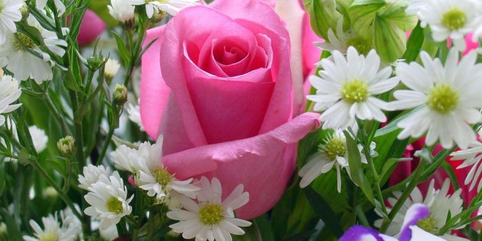 1600x1200 Pink Rose HD Wallpapers