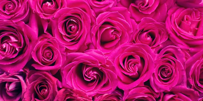 1920x1080 Download wallpaper 1920x1080 roses, pink, flowers, bouquet, petals