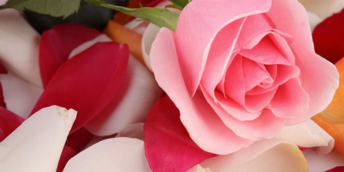 1920x1080 Pink Rose Flower Wallpaper (52+ images)