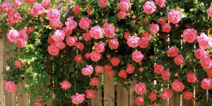 1600x1200 The, Best, Top, Desktop, Roses, HD, Wallpaper, Lots, Of, Pink, Roses