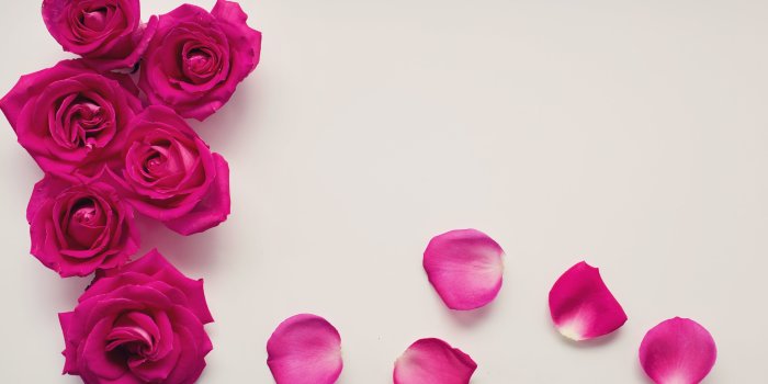 5364x3576 Pink Roses HD wallpaper | Wallpaper Flare