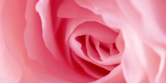 1080x1920 Download Pink Rose HD Wallpaper and Backgrounds