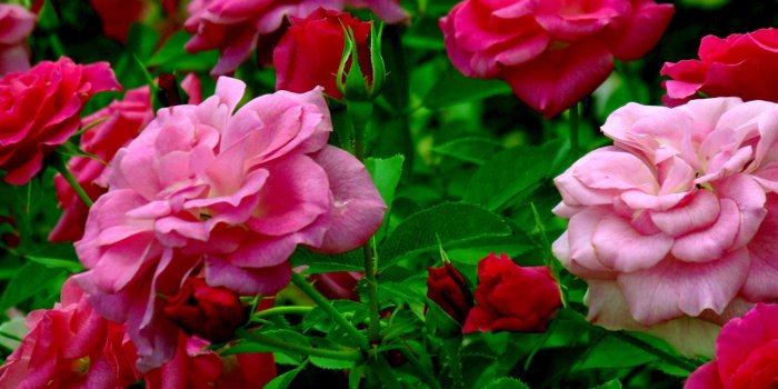 2560x1920 Light and Dark Pink Roses HD Wallpaper | Background Image