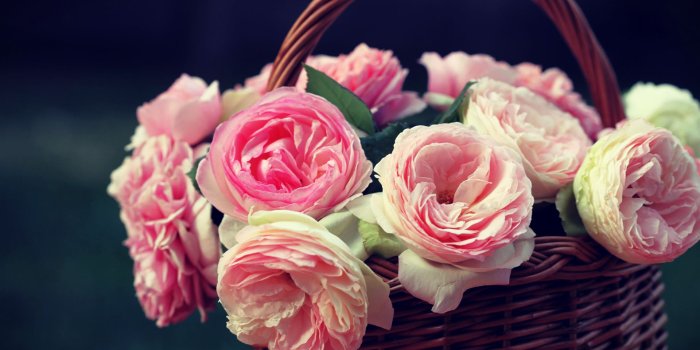 1920x1080 Cute Pink Roses Wallpaper #6785018