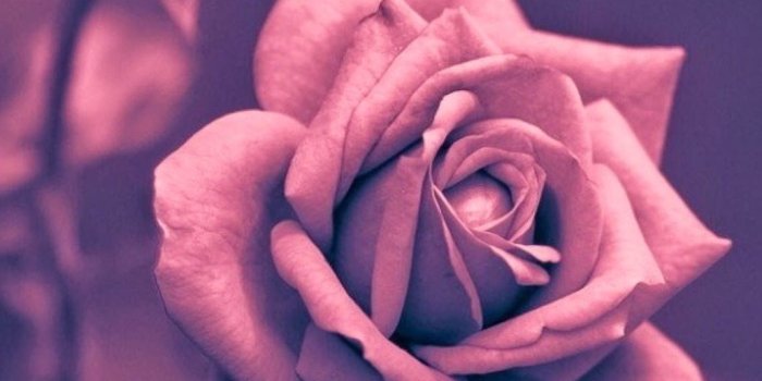 1028x1920 Beautiful Pink Rose Closeup Iphone Plus Hd Wallpaper Hd Wallpapers