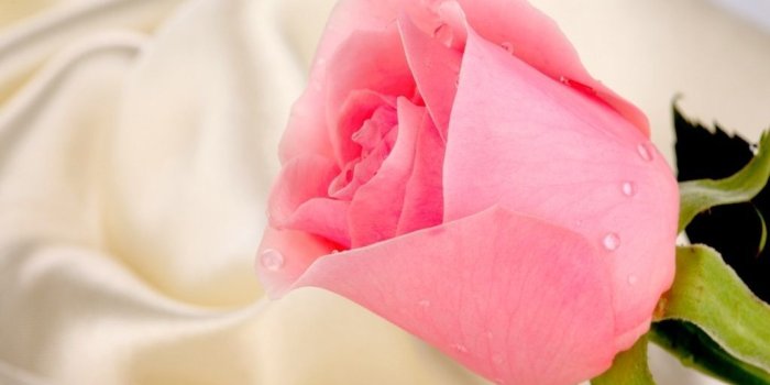 1024x768 65+ Pink Roses Wallpapers - Download at WallpaperBro