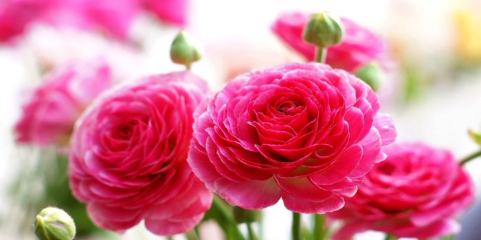 1920x1200 Pink Rose Wallpaper - Pink Rose Hd Wallpaper Download Free Wallpaper