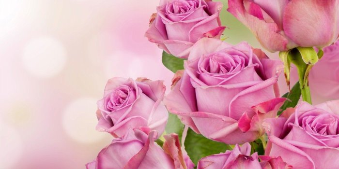 1280x720 Wallpaper Pink roses, HD, 4K, 5K, Flowers, #2970