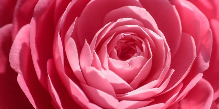 1920x1200 2611050 1920x1200 pink rose wallpaper hd | Flower | Tokkoro.com