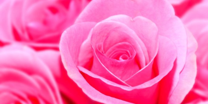 1579x987 Hand Flowers Pink Roses Hd Wallpaper | Lib Wallpapers