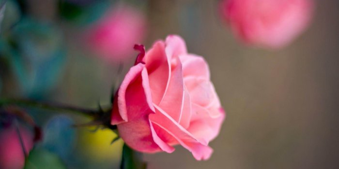 2560x1920 Pink Roses Flowers HD Wallpaper - Pexels Wallpaper