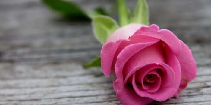 2135x1422 Rose Wallpapers - Top Free Rose Backgrounds - WallpaperAccess