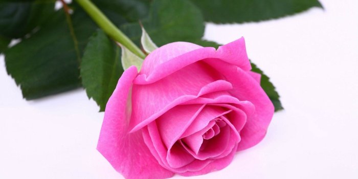 1920x1200 Beautiful Pink Roses Wallpapers Free Download Group (34+), Download