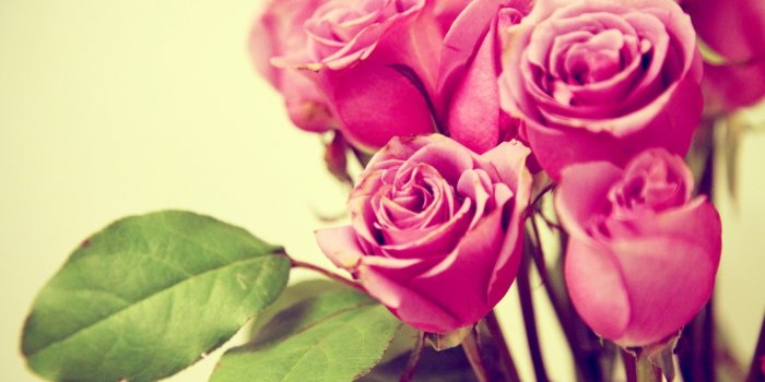 1366x768 HD Wallpaper : Pink Roses Hd Wallpapers For Desktop Free Download By
