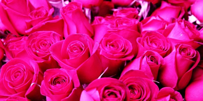 1920x1080 Newest Pink Roses Wallpaper in Full HD