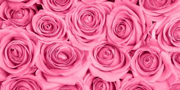 1274x900 Pink roses wallpapers Gallery