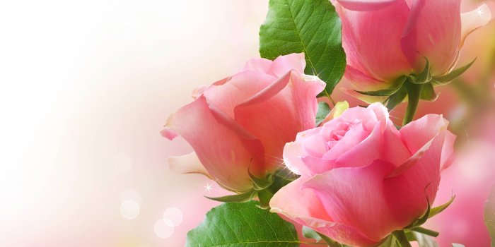 4698x3619 Luxury Pink Rose Hd Wallpaper Download | High Definition Wallpapers