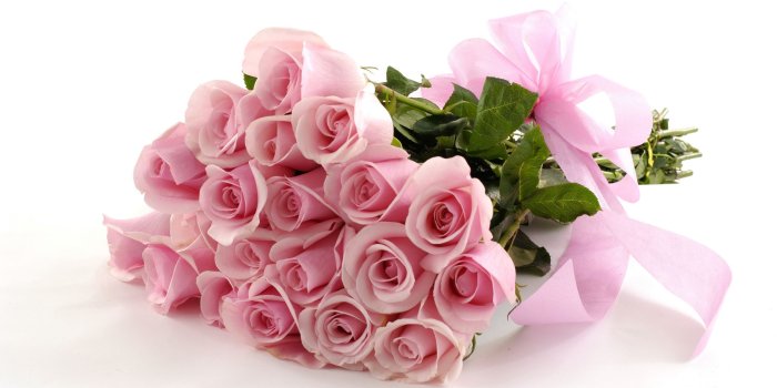 2560x1600 Pink Roses HD Wallpapers Free Download