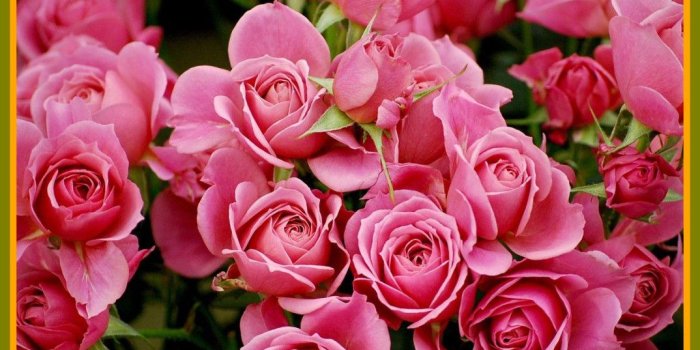 1074x818 Pink Rose Wallpaper (67+) - HD Nice Wallpapers