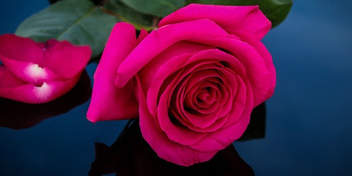 1920x1440 Wallpaper Pink rose, petals, darkness 1920x1440 HD Picture, Image