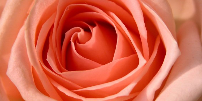 1920x1080 Pink Rose HD Wallpaper [1920x1080]