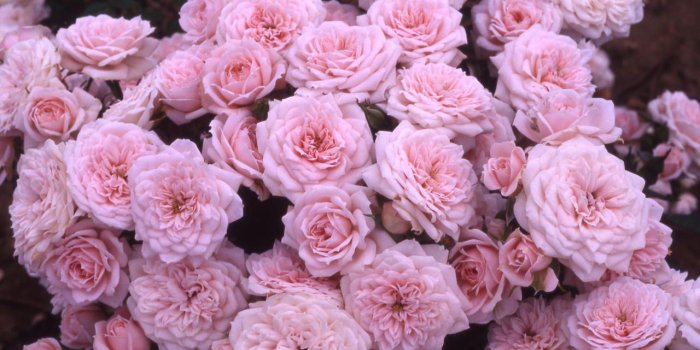 1280x864 Pink Roses Tumb HD Wallpaper, Background Images