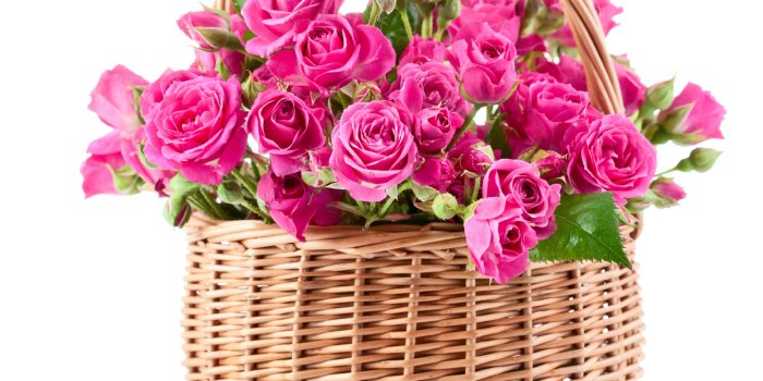 2560x2260 Pink Rose HD Wallpaper | Shining Stuff - Hd Wallparers - Top 10