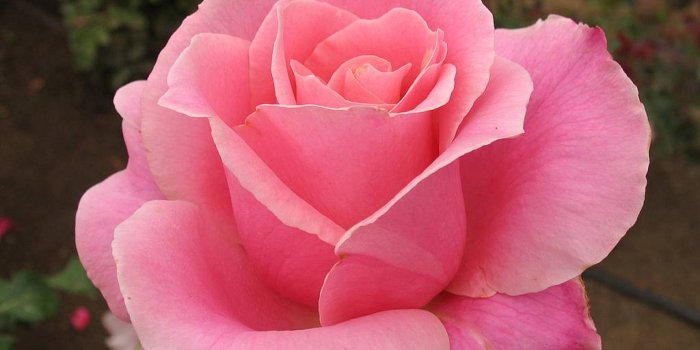 2560x1920 Pink Roses HD Wallpapers | Free Pink Roses HD Wallpapers | Download