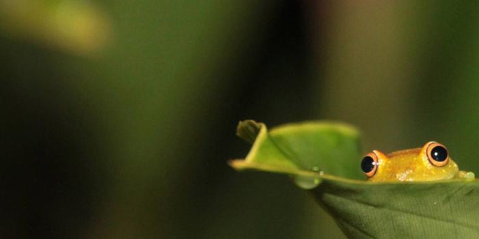 1920x1080 58+ Cartoon Frog Wallpapers on WallpaperPlay