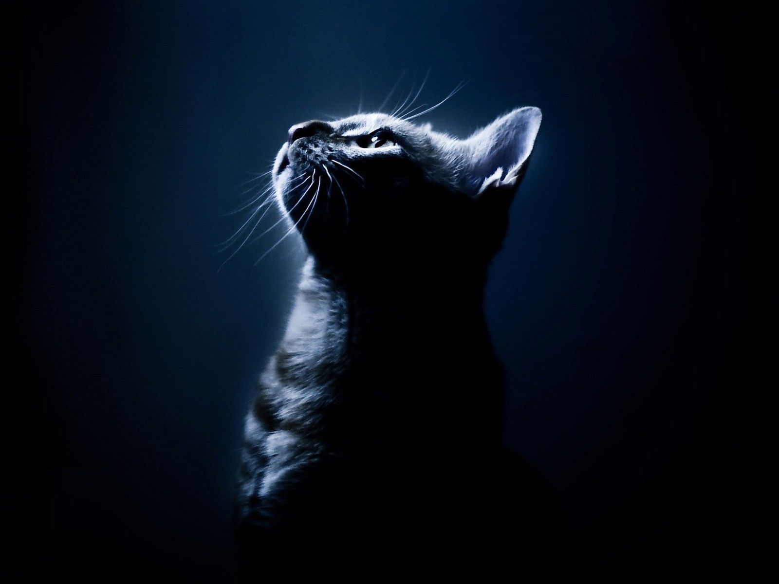 1600x1200 Download desktop wallpaper cat in a dark blue