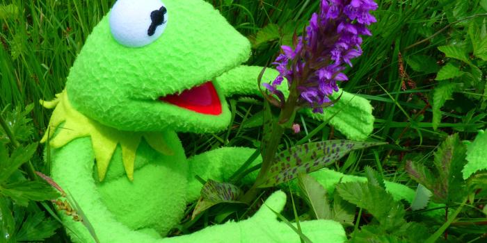 4000x3000 kermit the frog free image | Peakpx