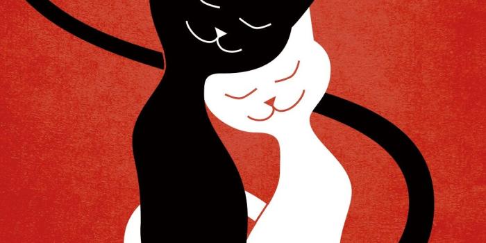 1080x1920 Cat Couple | iPhone Wallpaper