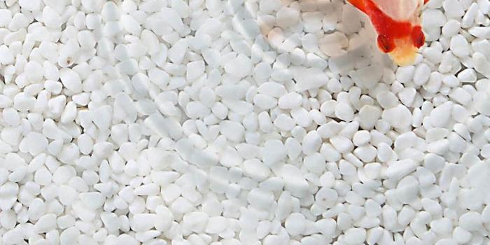 1080x1920 Cute Goldfish Couple iPhone 6s Wallpapers HD