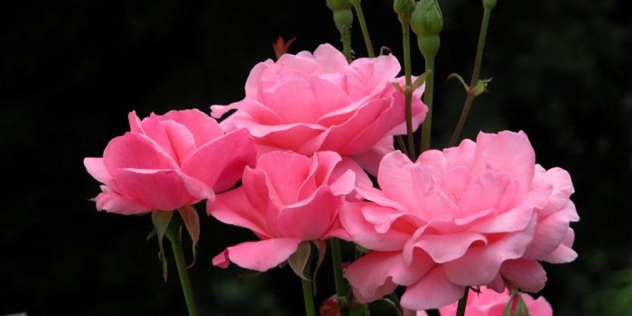 1024x768 Vintage Flowers Wallpapers Wallpaper - Beautiful Pink Rose Flower