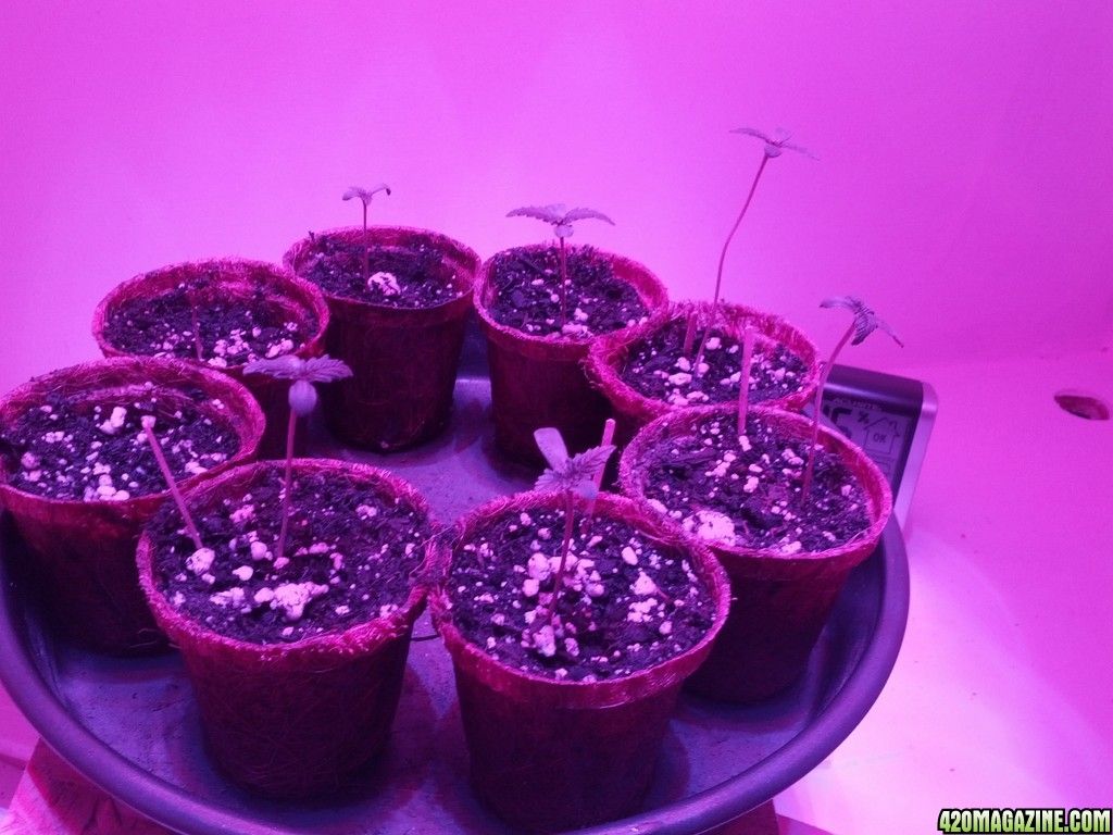 1024x768 Best 56+ Lean Wallpaper on HipWallpaper | Clean Wallpapers, Funny