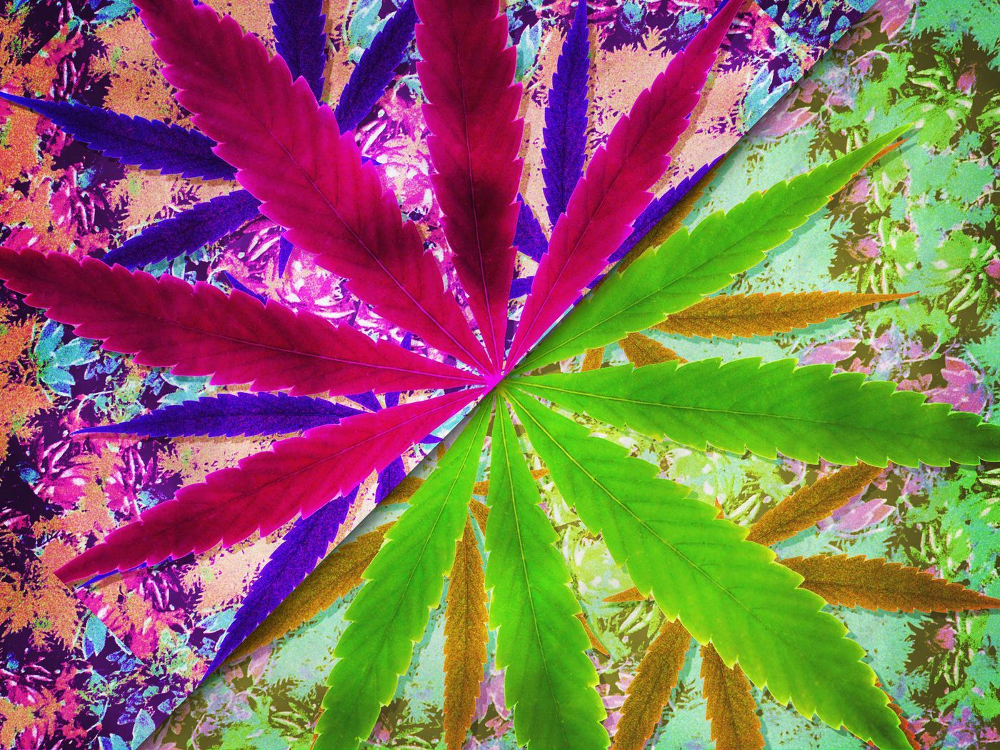 1400x1050 The Battle Over 420's Origin Story - The Ringer