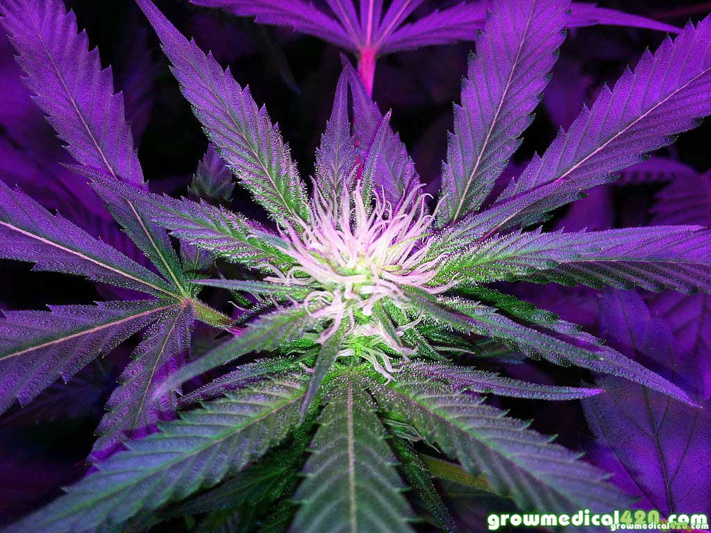 1024x768 250W LED Grow Journal - 9.3 oz Harvest | Pěstujte Jednoduše