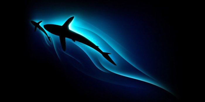 1920x1080 Shark Aesthetic Laptop Wallpapers - Top Free Shark Aesthetic Laptop