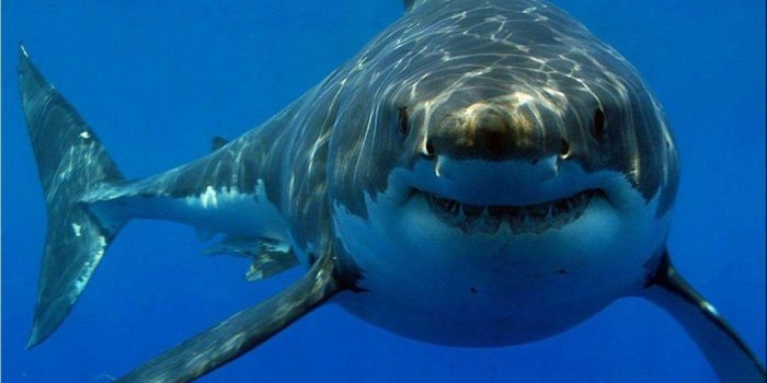 1024x768 Great White Shark Wallpaper Widescreen 30+ - Page 2 of 3