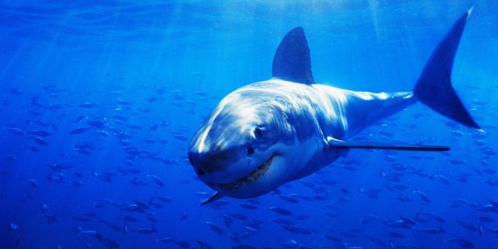 1600x1055 Shark | 96 Wallpapers