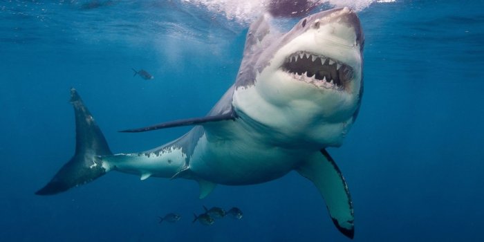 1600x669 Great White Shark Wallpaper Widescreen 30+ - Page 2 of 3