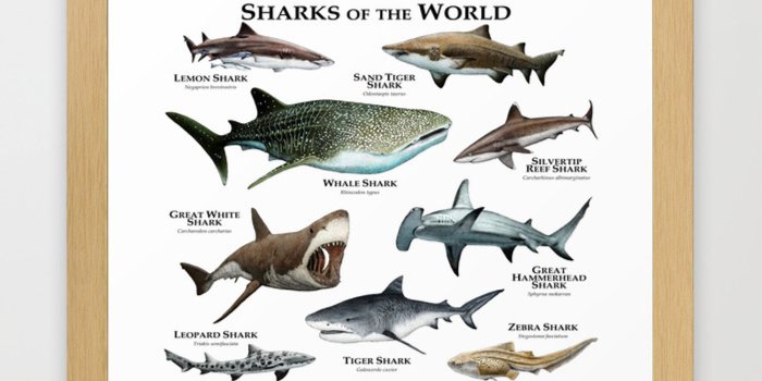 1500x1500 Sharks of the World Framed Art Print